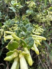 Cestrum buxifolium, photograph (c) Nicolás Baresch Uribe, some rights reserved (CC BY)