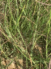 Wahlenbergia undulata