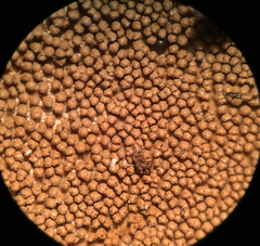 Merismodes fasciculata