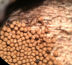 Merismodes fasciculata