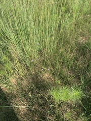 Wahlenbergia undulata