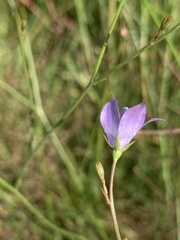 Wahlenbergia undulata