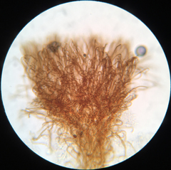 Merismodes fasciculata