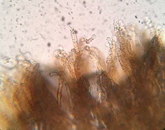 Merismodes fasciculata