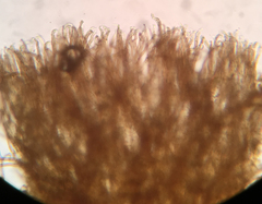 Merismodes fasciculata