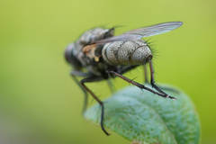 Zaphne divisa
