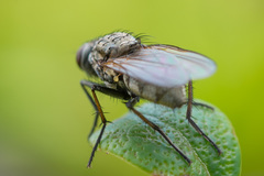 Zaphne divisa