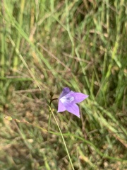 Wahlenbergia undulata