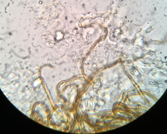 Merismodes fasciculata