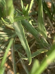Wahlenbergia undulata