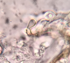 Merismodes fasciculata