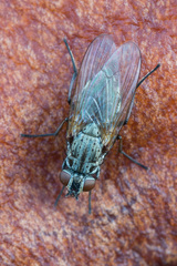 Zaphne divisa