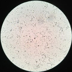 Merismodes fasciculata