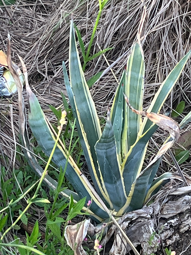 American century plant