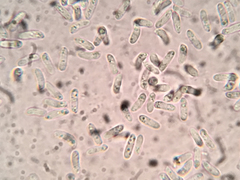 Merismodes fasciculata