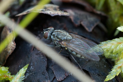Zaphne divisa