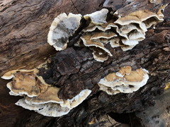 Bjerkandera adusta image
