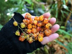 Rubus australis