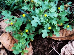 Grangea maderaspatana