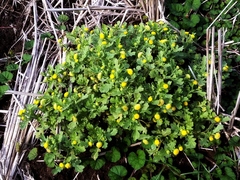 Grangea maderaspatana