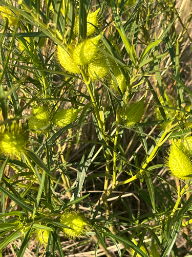 Narrow-leaf Cotton Bush