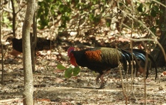 Gallus varius