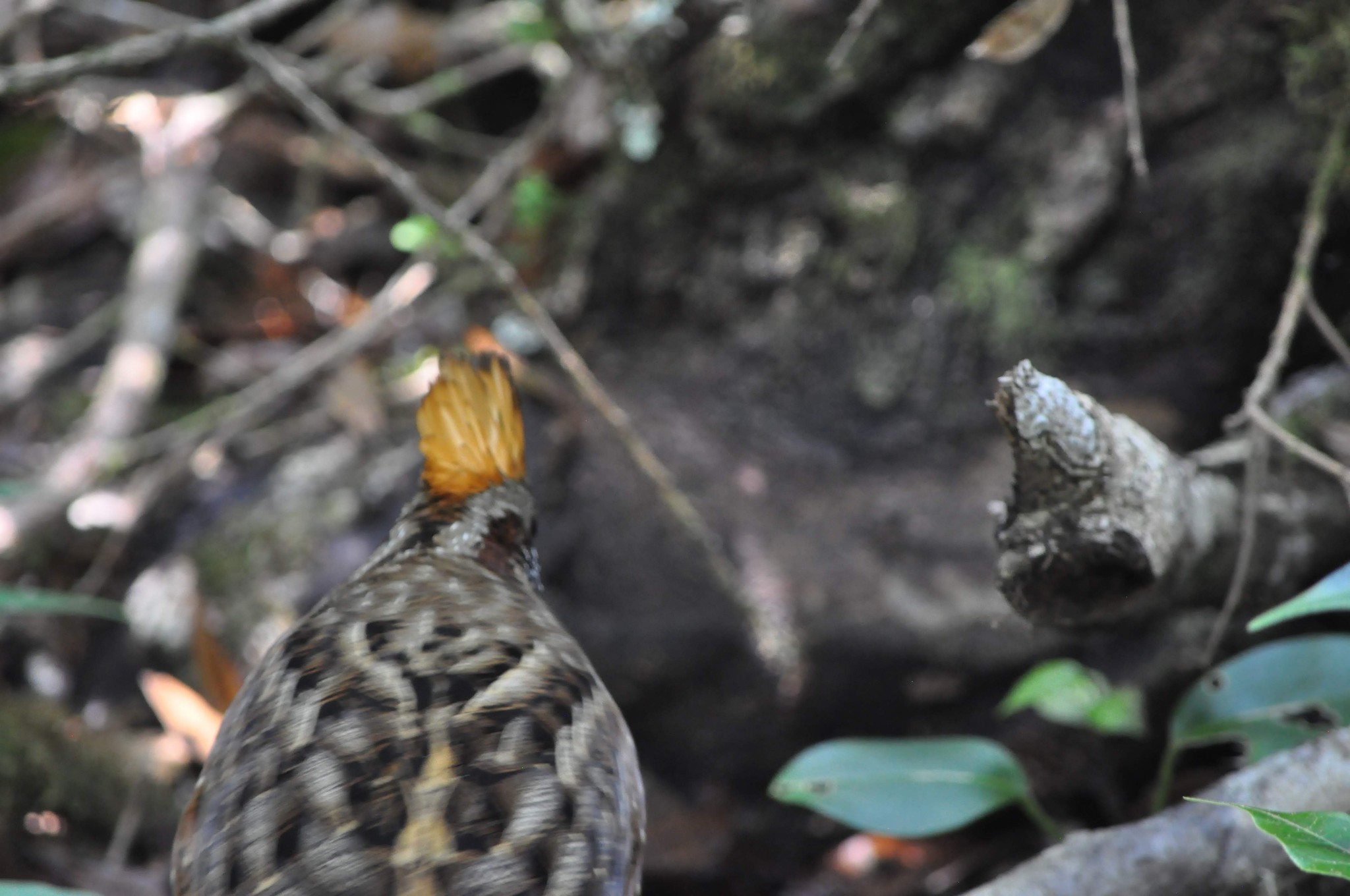 Spotted Wood-Quail (Odontophorus guttatus)