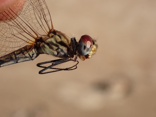 Red-veined Dropwing photo 5