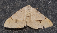 Frederickia flaviterminata