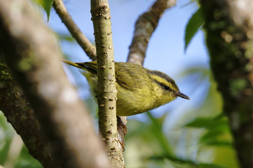 Mountain Leaf Warbler (Phylloscopus trivirgatus), photo 10