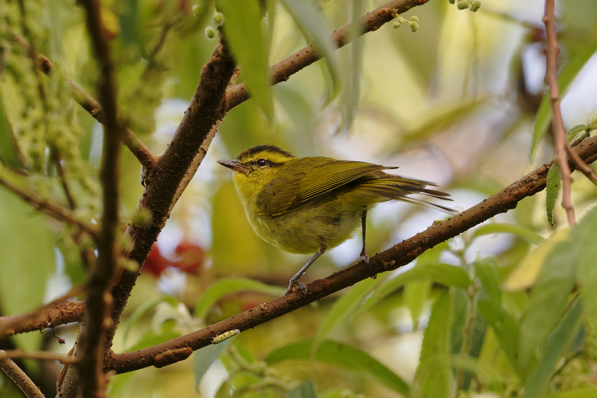 Mountain Leaf Warbler