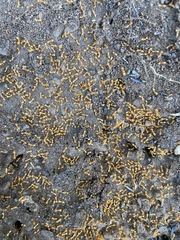 Solenopsis aurea