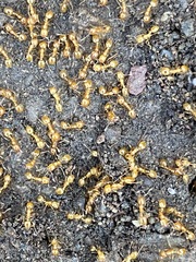 Solenopsis aurea