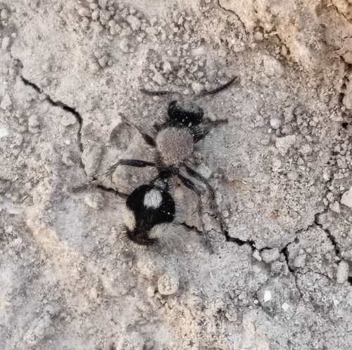Dasylabris atrata