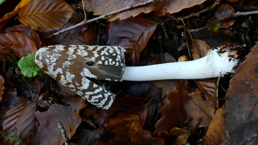 Coprinopsis picacea · November 2025 · photo: © patricklm35 (iNaturalist, cc0)