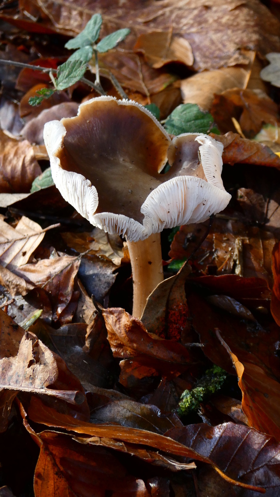 Rhodocollybia asema · November 2025 · photo: © patricklm35 (iNaturalist, cc0)