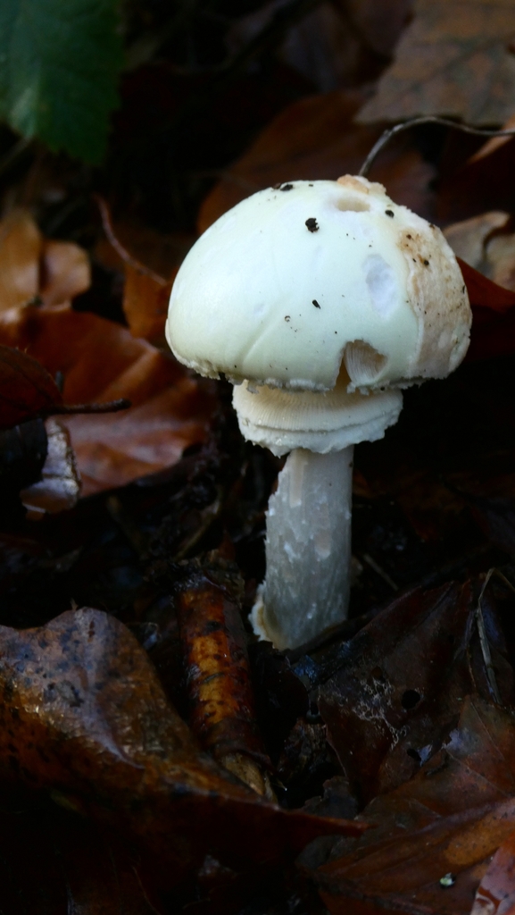Amanita citrina · November 2025 · photo: © patricklm35 (iNaturalist, cc0)