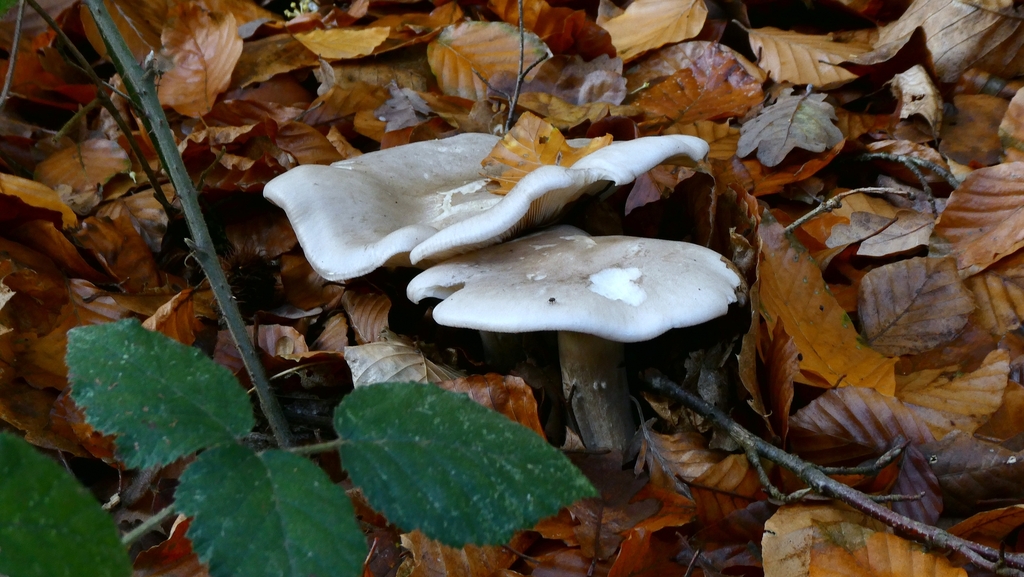 Clitocybe nebularis · November 2025 · photo: © patricklm35 (iNaturalist, cc0)