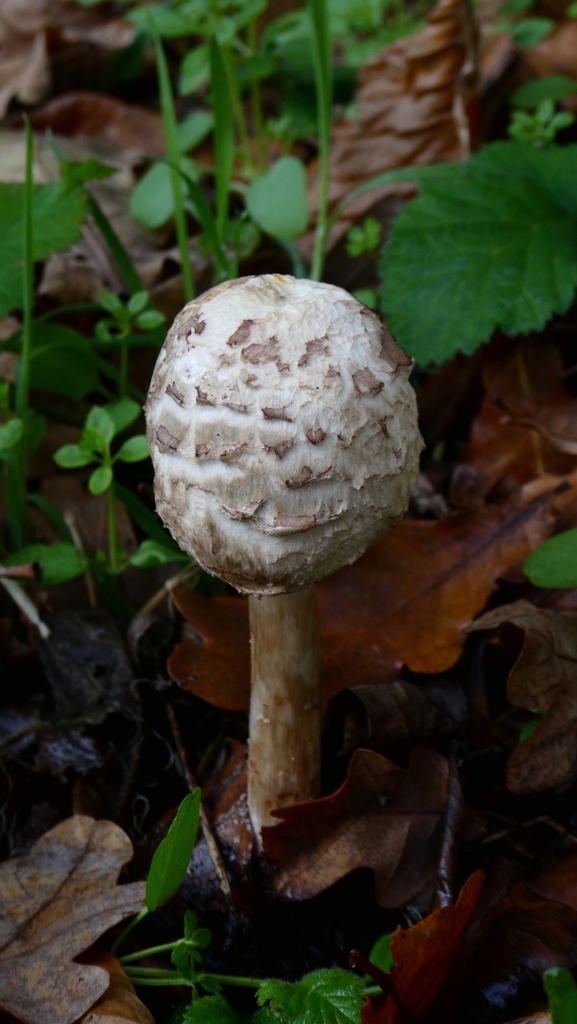 Chlorophyllum rhacodes · November 2025 · photo: © patricklm35 (iNaturalist, cc0)