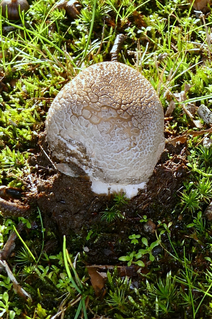 Amanita excelsa