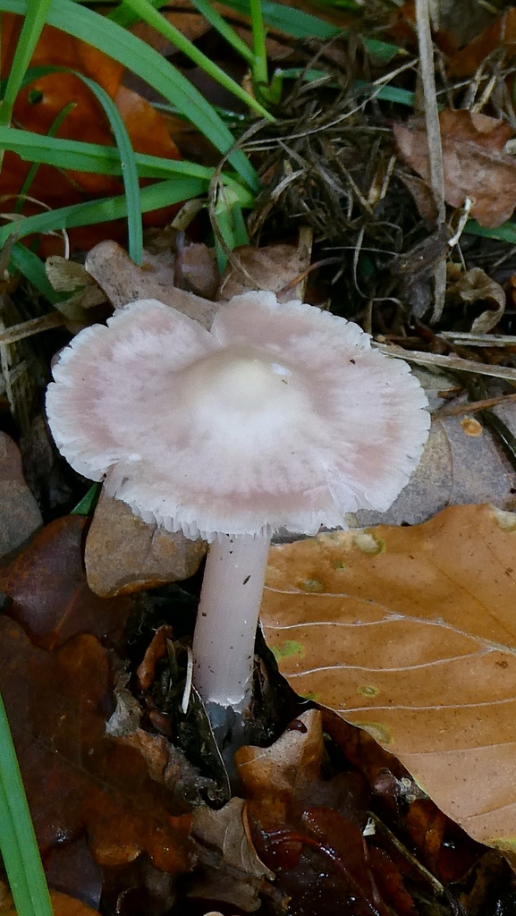 Mycena rosea · November 2025 · photo: © patricklm35 (iNaturalist, cc0)