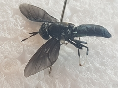 Hermetia illucens