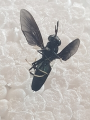 Hermetia illucens