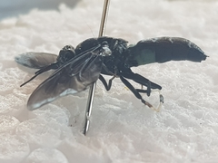 Hermetia illucens