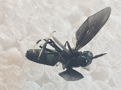 Hermetia illucens