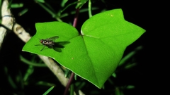 Senecio quinquelobus
