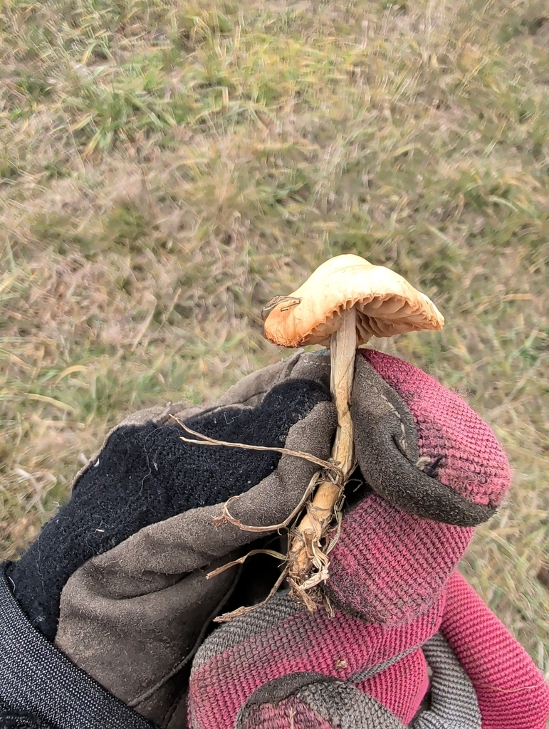Marasmius oreades · November 2025 · photo: © crystal-butler (iNaturalist, cc-by-sa)