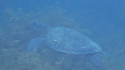 Chelonia mydas