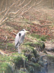 Ardea cinerea
