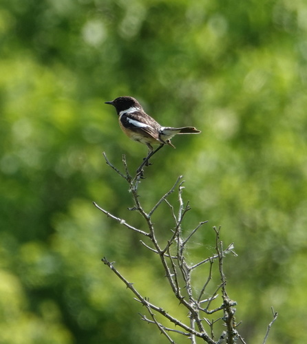 Crnoglavi batić (Saxicola rubicola)